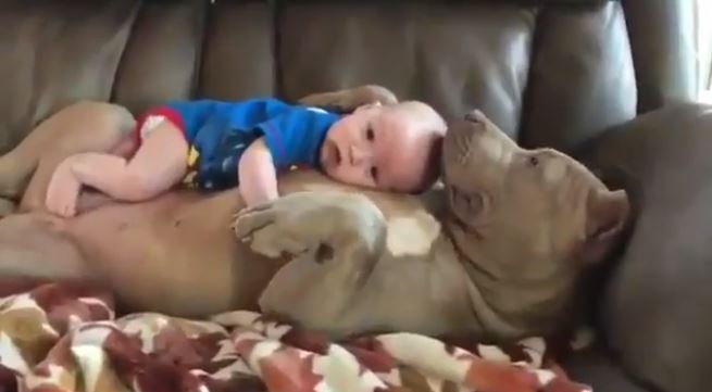 http www lookerpets com post03124511027334