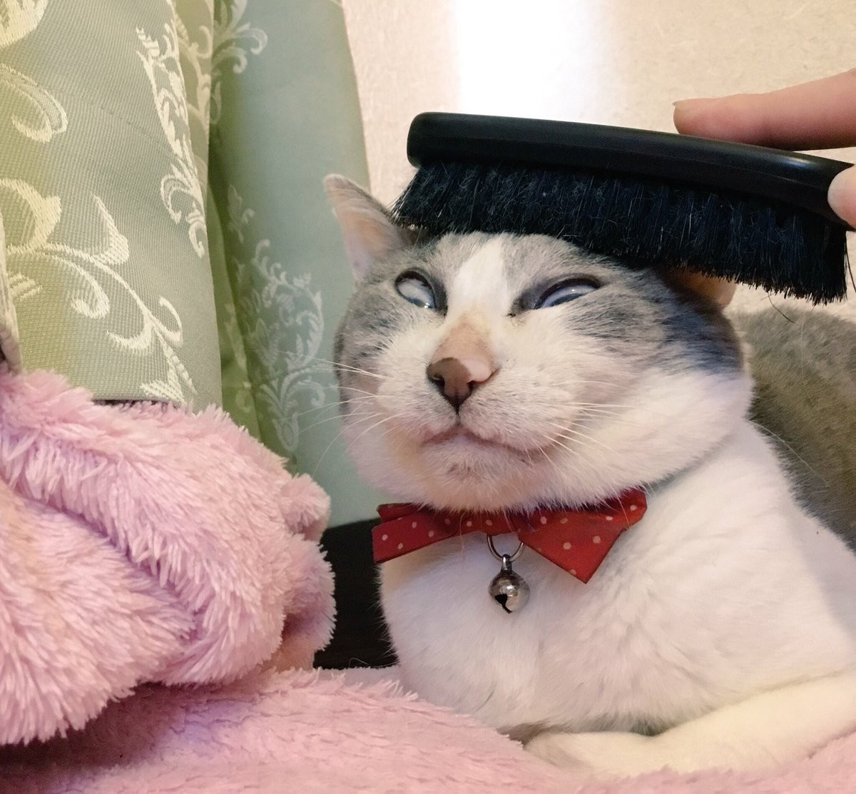 也想要继续被梳毛吧xd     这主人太坏了啦!